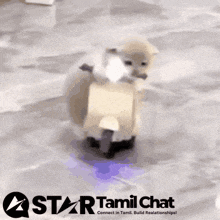 a picture of a dog on a scooter with the words star tamil chat below it