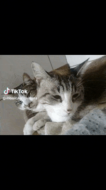Gatos Mônica E Quitana GIF - Gatos Mônica E Quitana GIFs