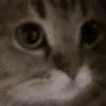 Meow Bttv GIF - Meow Bttv Twitch GIFs