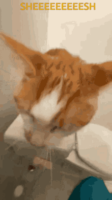 Kitty Cat GIF - Kitty Cat Sheesh GIFs