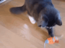 a gray cat is playing with a toy on a wooden floor