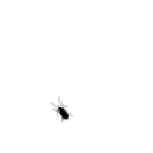 a black and white image of a cockroach on a white background .