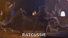 Raccoon Dancing GIF - Raccoon Dancing Dance GIFs