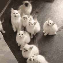 lots of cats gif