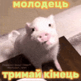 a picture of a pig with a caption in a foreign language that says " молодець "