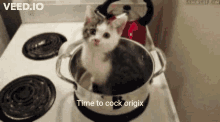 Origix Time To Coock Origix GIF - Origix Time To Coock Origix Cat Cooking GIFs