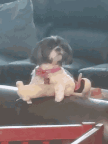 a small black and white dog with a pink collar sits on a couch