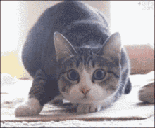 Excited Cat GIF - Excited Cat Shaking GIFs