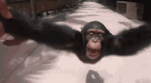 Monyetguru Ape GIF