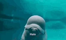 Halo GIF - Hello Halo Helo GIFs