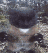 a blurred image of a cat laying on the ground in the woods