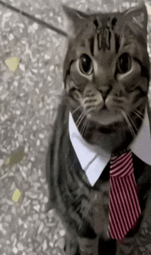 a cat wearing a suit and tie is looking up