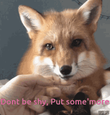 funny fox dont be shy put somemore pet