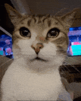 a close up of a cat 's face in front of a tv