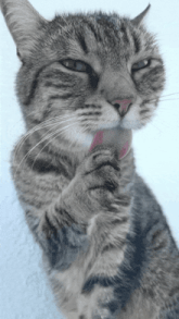 a close up of a cat with a pink collar on