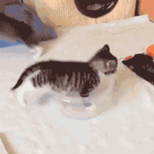 kitty kittens fit tupperware cute