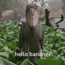 Hello Bananer GIF - Hello Bananer Shoebill GIFs