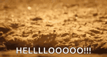 Meerkat Hello GIF - Meerkat Hello Hi GIFs