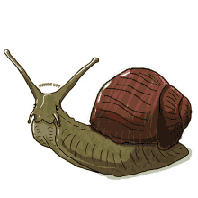up gastropod