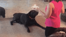 When You Forget A Friend'S Birthday GIF - Birthday Dog Destroy GIFs