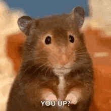 a hamster is standing on its hind legs and looking at the camera while saying `` you up '' .