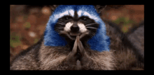 Raccoon Blue GIF - Raccoon Blue Yes GIFs