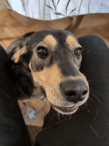 a close up of a dog 's face with a person 's leg in the background