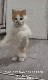 a cat is standing on its hind legs and dancing in a room .