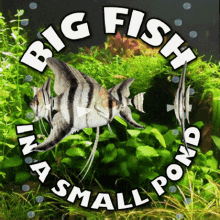 Big Fish In A Small Pond Very Important Person GIF
