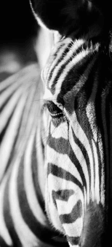 Zebra GIF - Zebra GIFs
