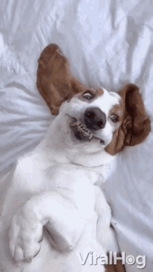 Derpy Dog Derp GIF - Derpy Dog Derp Dog GIFs