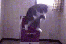 Cat Box GIF - Cat Box Cat In A Box GIFs