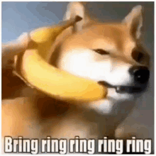 Banana Phone Dog GIF - Banana Phone Dog Ring GIFs