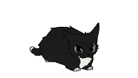 a black and white cat with green eyes is walking
