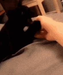 cat finger bite