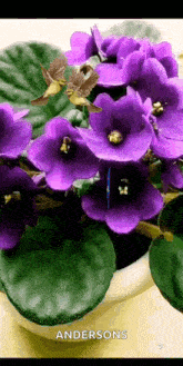 a picture of purple flowers with the name andersons on the bottom left