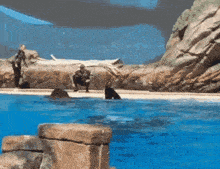 a man sits on the edge of a pool watching a whale