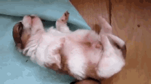 Dreaming Puppy Dreams GIF - Dogs Puppies Sleeping GIFs