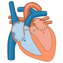 Corazon Latiendo Sistole Diastole Heart GIF