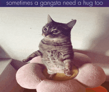 Cat Meme GIF - Cat Meme Catmeme GIFs