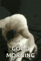 a person is holding a cat 's head and says `` good morning '' .