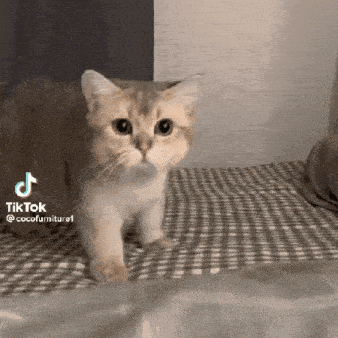 New trending GIF tagged cat cute sad via…