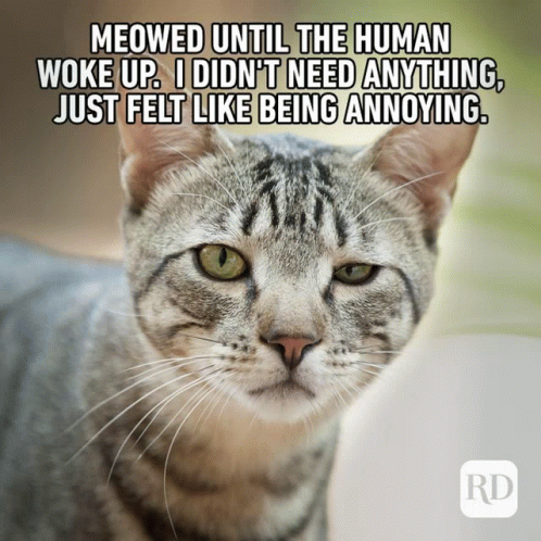 catmeme-cute-cat.gif