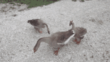 Goose Walking GIF - Goose Walking Squad GIFs