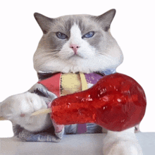 look at this lollipop puff meow chef that little puff observe this lollipop