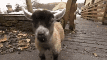 Baby Goat GIF - Baby Goat Curious Cute GIFs