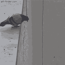 Pigeon Falling Matvey GIF - Pigeon Falling Matvey GIFs
