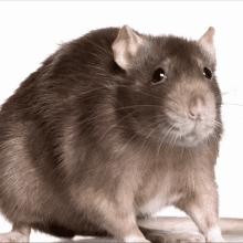 Mouse Rat GIF - Mouse Rat Like GIFs