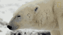 Sleepy Polar Bear Destination Wild GIF - Sleepy Polar Bear Destination Wild Sleepy GIFs