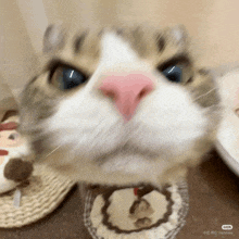 a close up of a cat 's face with a blurry background